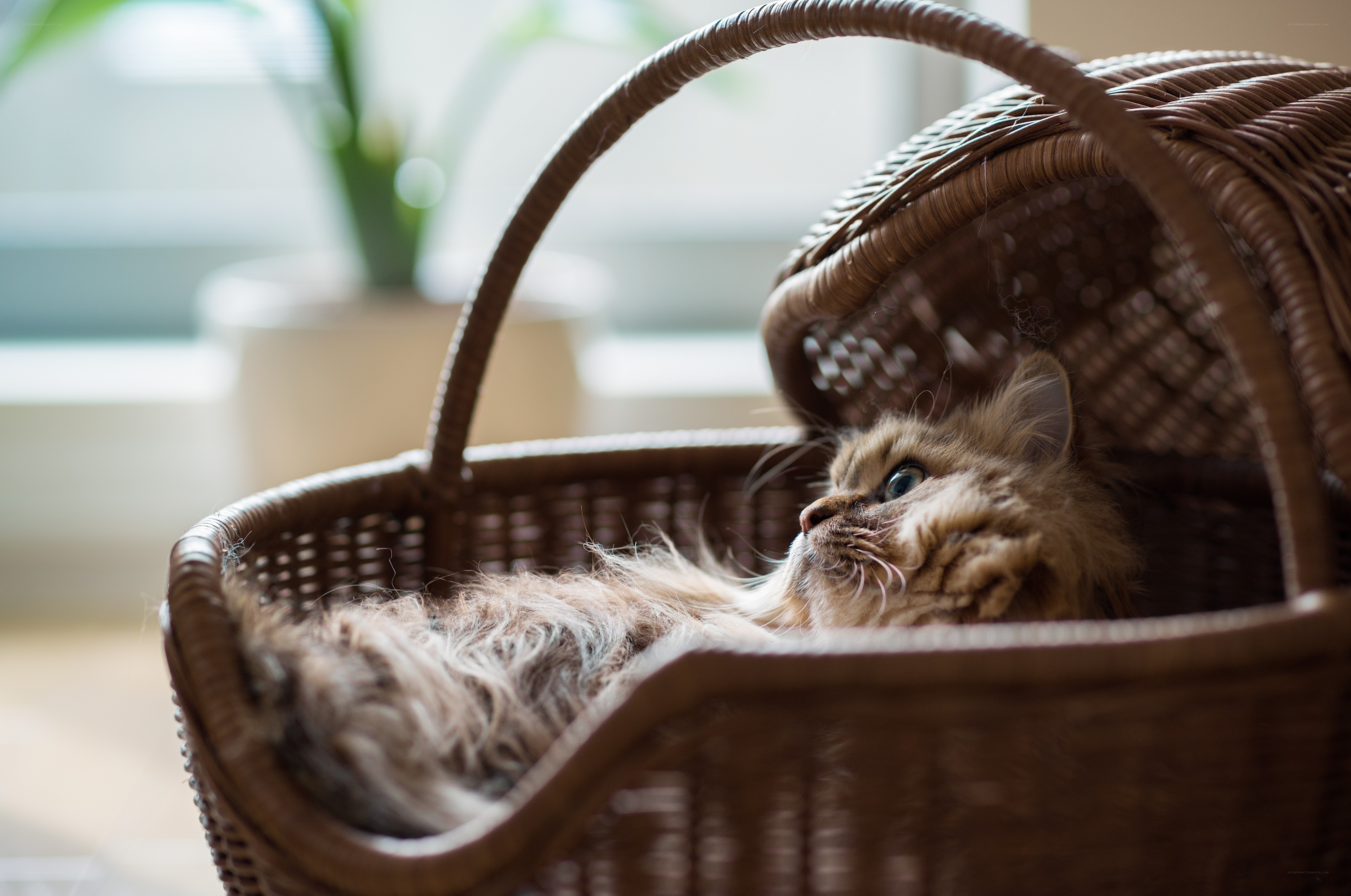 fluffy cat in a wicker basket