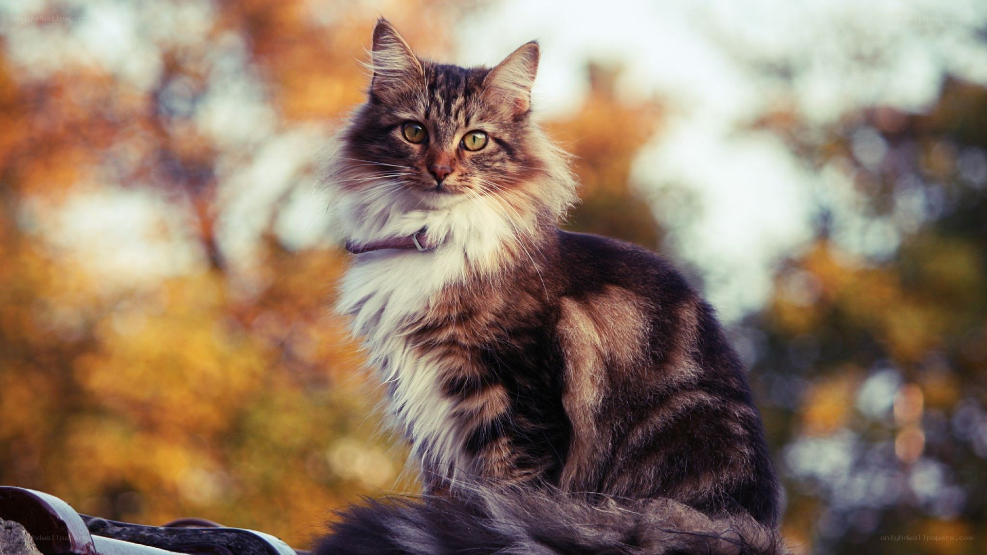 fluffy cat in autumn