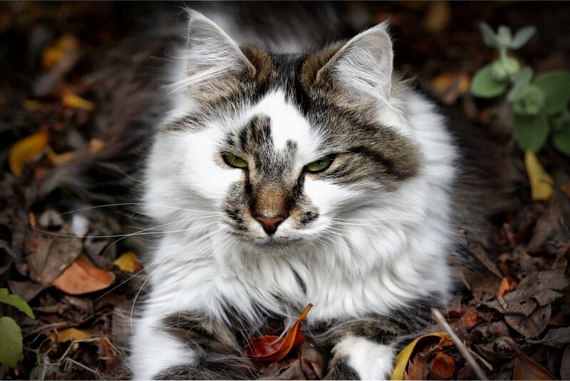 fluffy cat in autumn leaves
