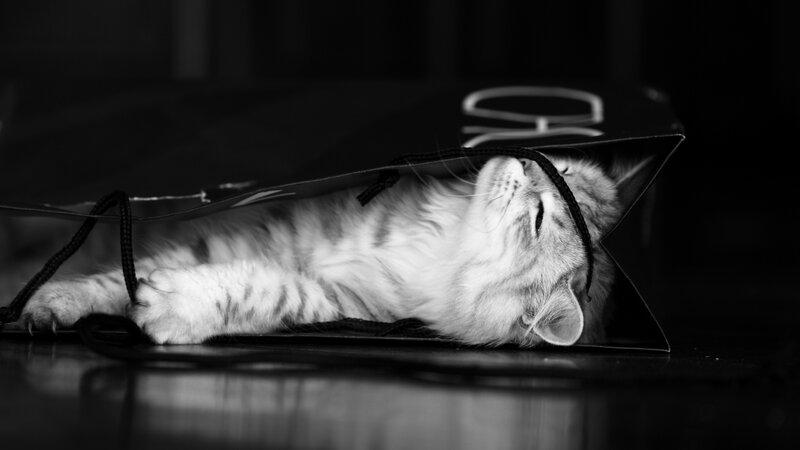 Fluffy Cat in Bag