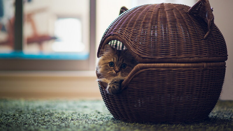 Fluffy Cat in Basket — Brown, Calm, Afternoon