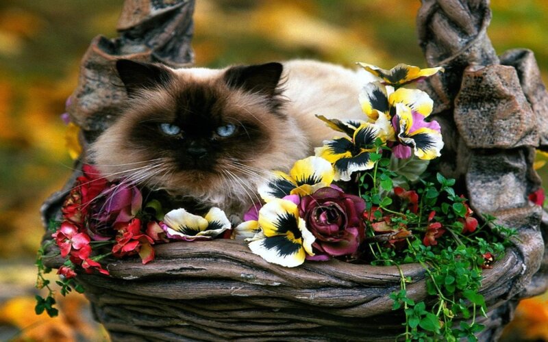Fluffy Cat in Basket — Brown, Calm, Autumn