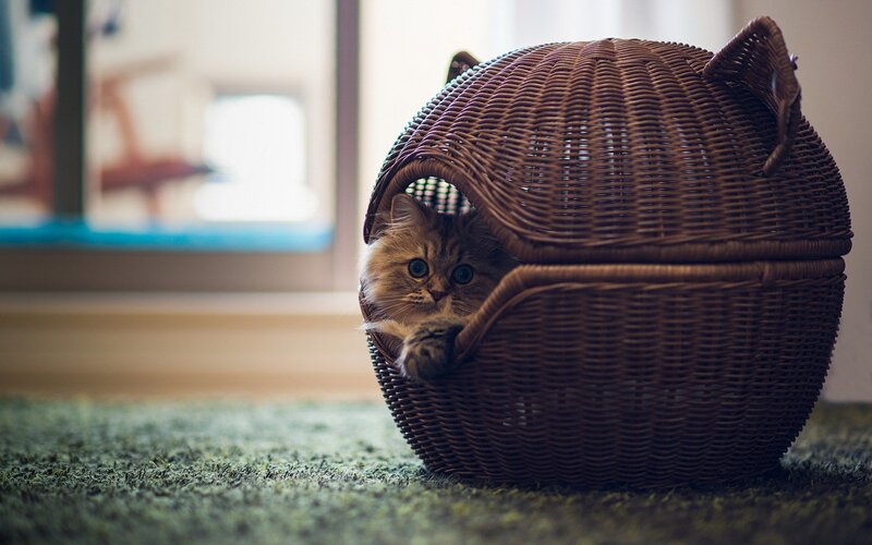 Fluffy Cat in Basket — Brown, Calm, Morning, Photograph, Carpet, Window