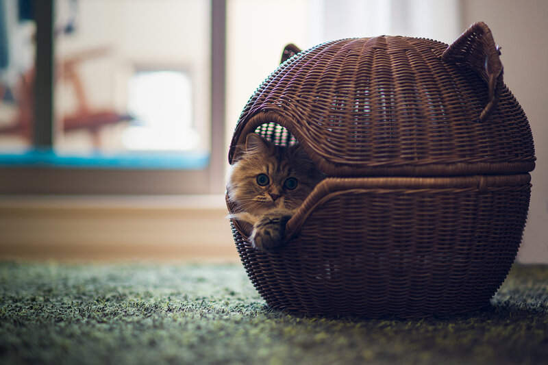 Fluffy Cat in Basket — Brown, Calm, Morning, Photograph