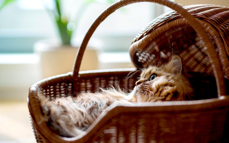 Fluffy Cat in Basket — Brown, Calm, Morning, Photograph, Window