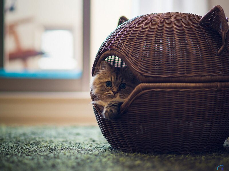 Fluffy Cat in Basket — Brown, Calm, Morning