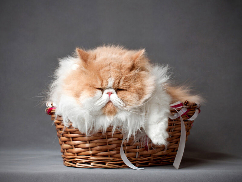 Fluffy Cat in Basket — Brown, Calm, Photograph, Ribbon, Gray Background