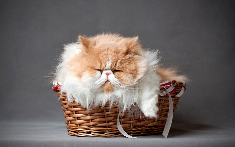 Fluffy Cat in Basket — Brown, Calm, Photograph