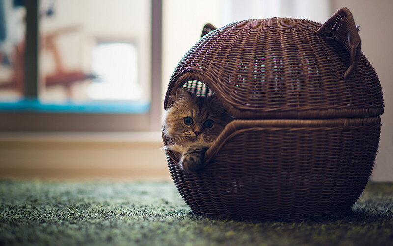 Fluffy Cat in Basket — Brown, Calm
