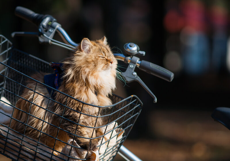 Fluffy Cat in Basket — Brown, Serene, Afternoon