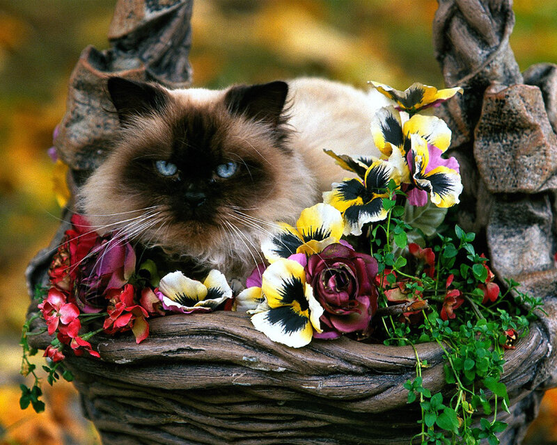 Fluffy Cat in Basket — Brown