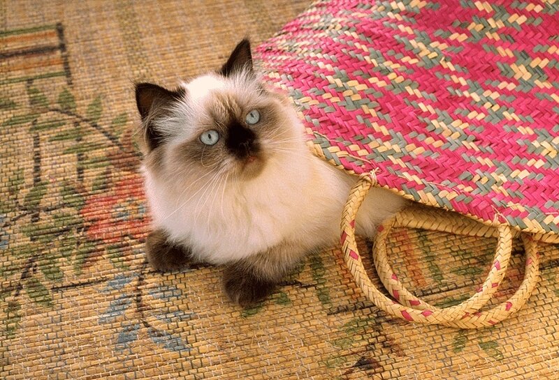 Fluffy Cat in Basket — Pink