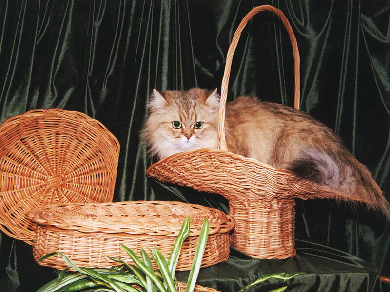 Fluffy Cat in Basket