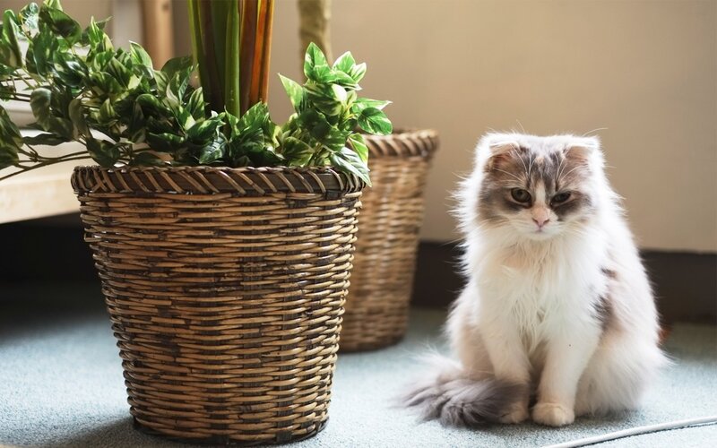 Fluffy Cat in Basket — White, Calm, Afternoon