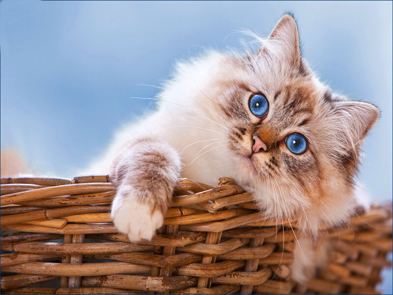 Fluffy Cat in Basket — White, Calm
