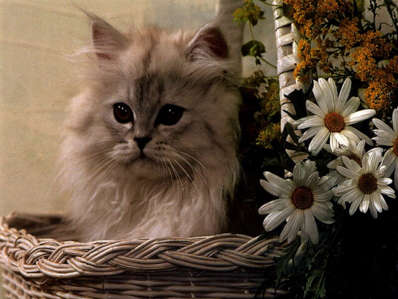 Fluffy Cat in Basket — White