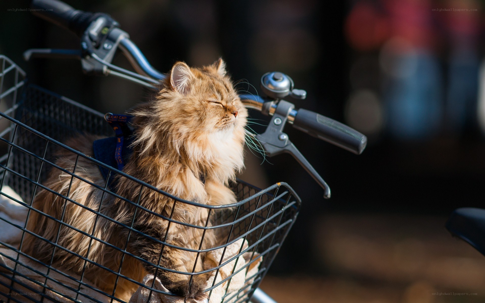 Fluffy cat in bicycle basket