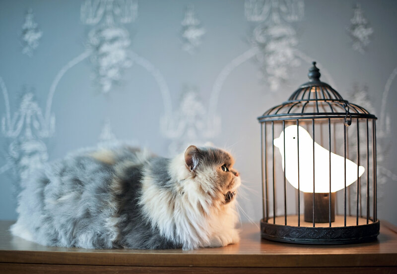Fluffy Cat in Birdcage