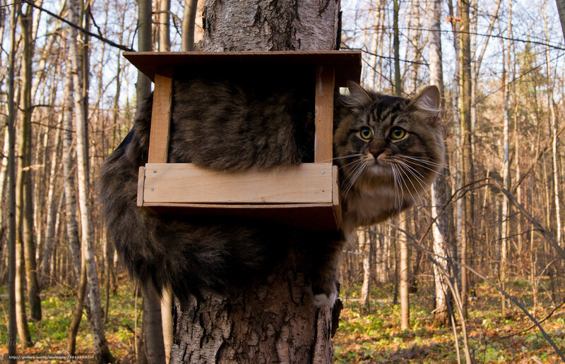 Fluffy Cat in Birdhouse