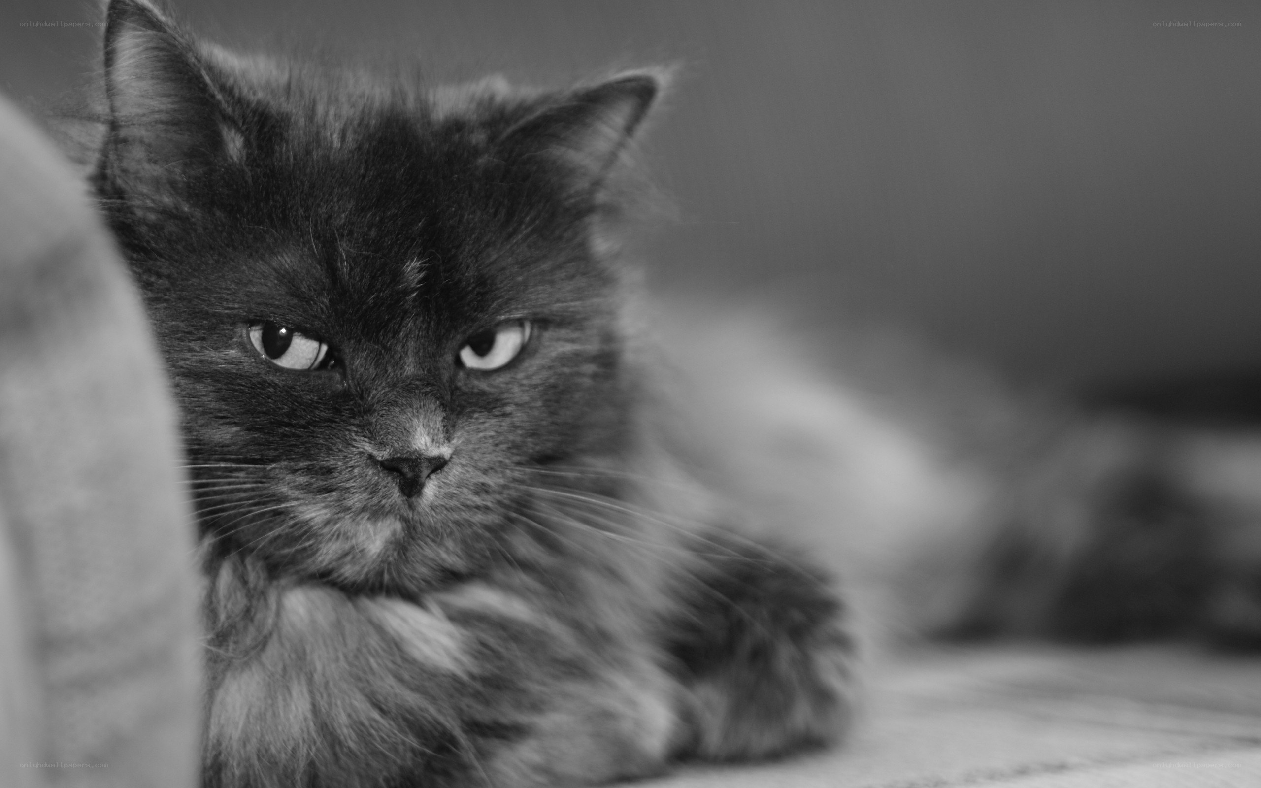 fluffy cat in black and white