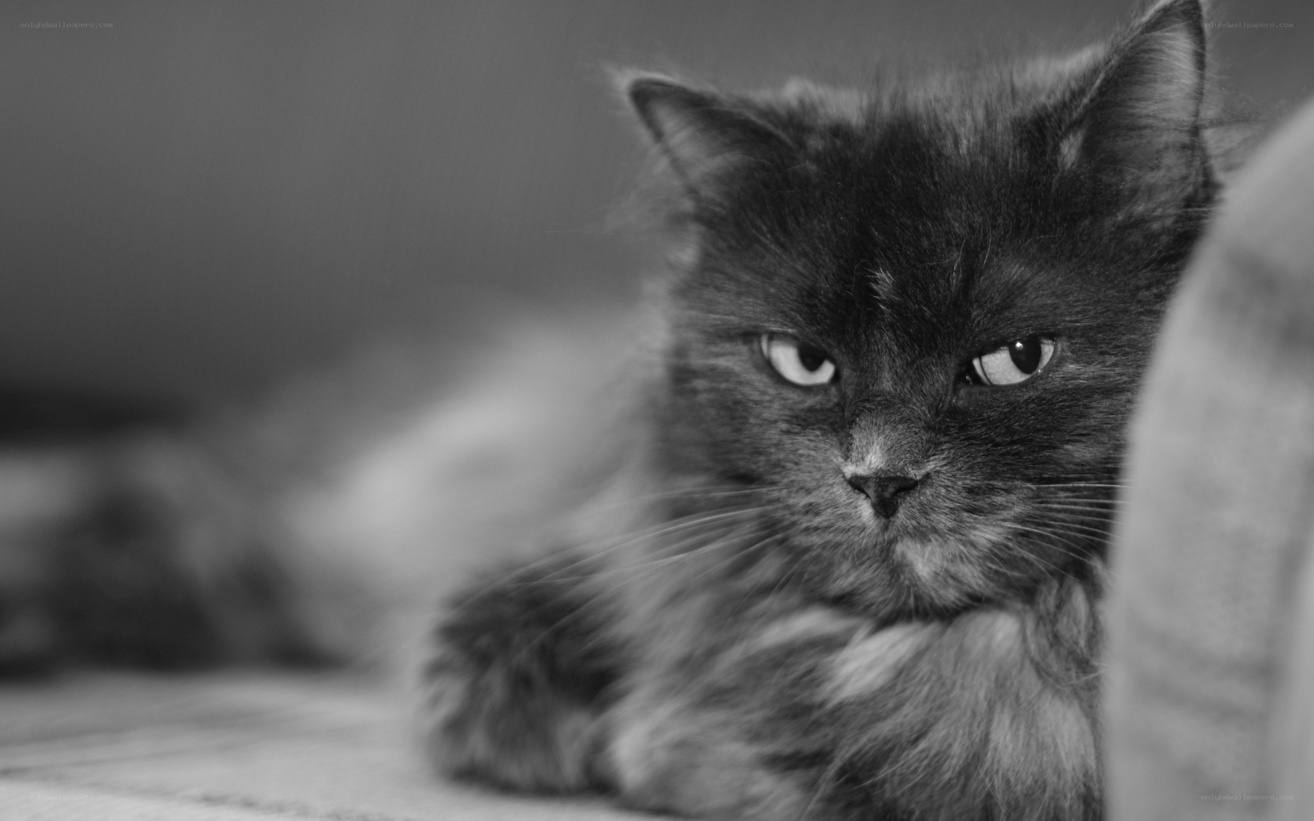 fluffy cat in black and white
