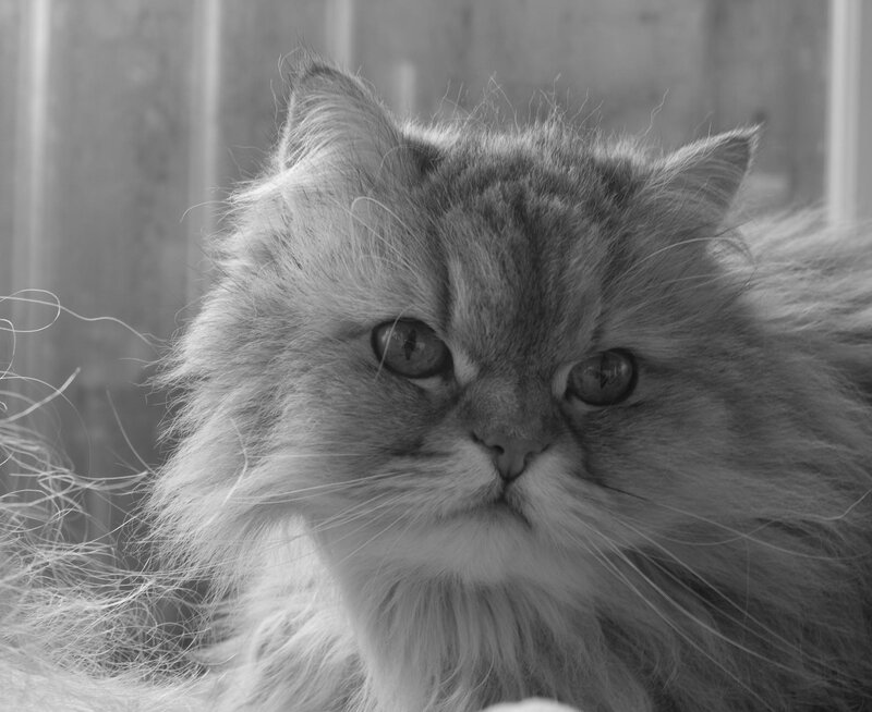 Fluffy Cat in Black and White — Calm