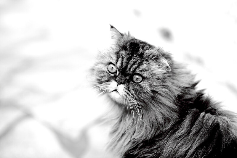 Fluffy Cat in Black and White — Dramatic
