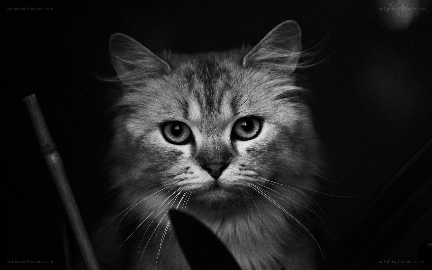 fluffy cat in black and white