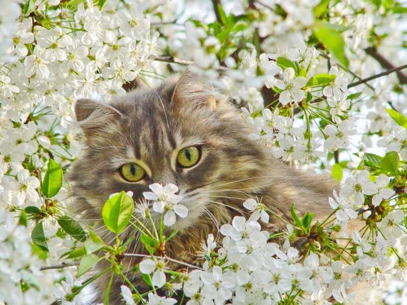 Fluffy Cat in Blossoms