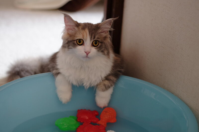 Fluffy Cat in Bowl — Blue