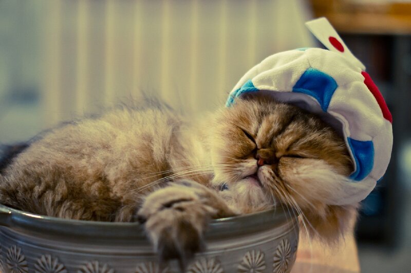 Fluffy Cat in Bowl — Brown