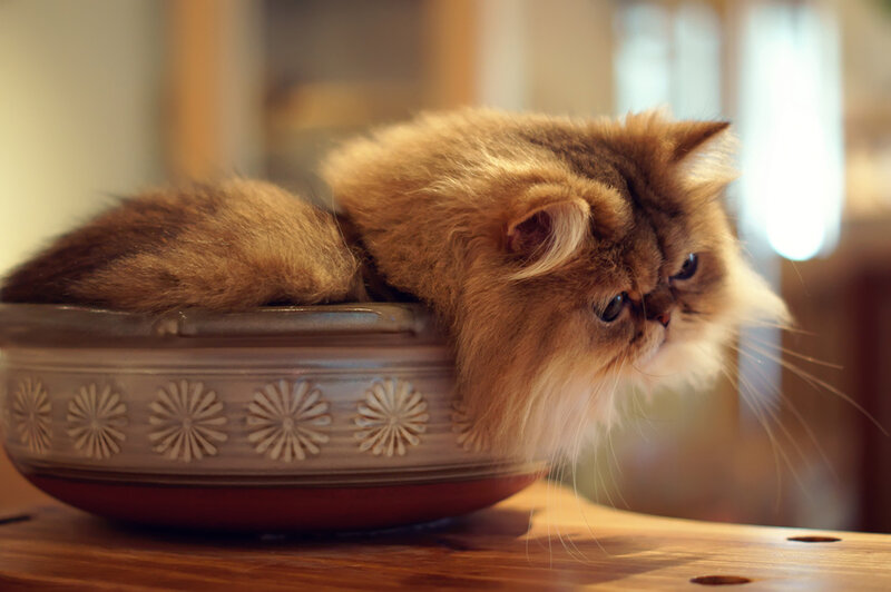 Fluffy Cat in Bowl