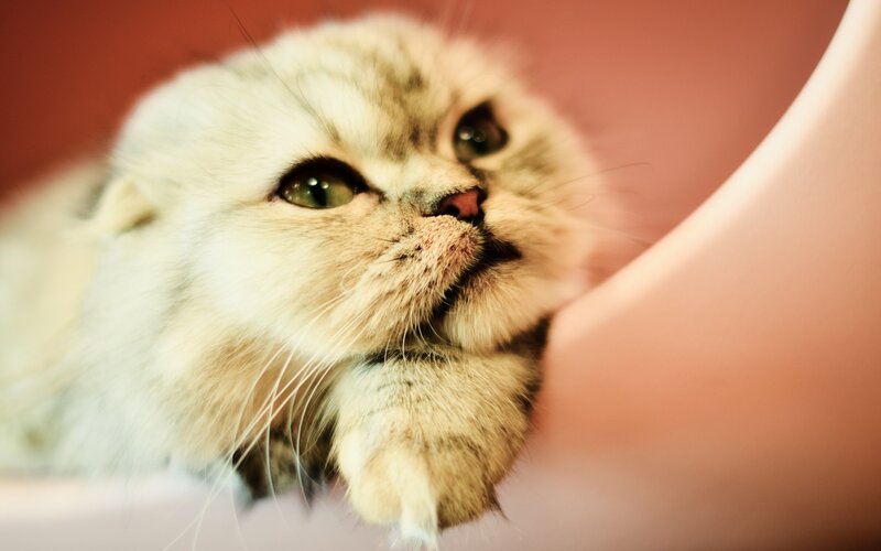 Fluffy Cat in Bowl — White, Calm