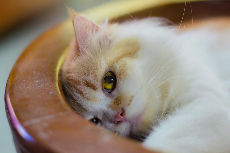 Fluffy Cat in Bowl — White