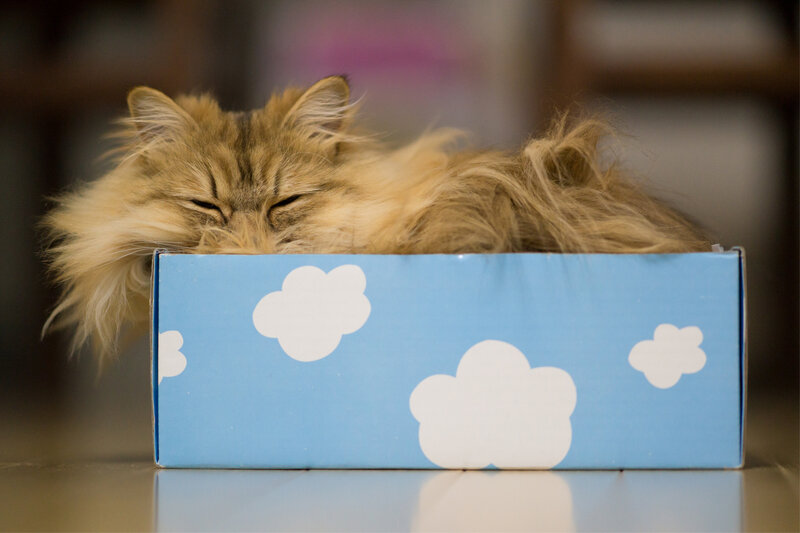 Fluffy Cat in Box — Blue