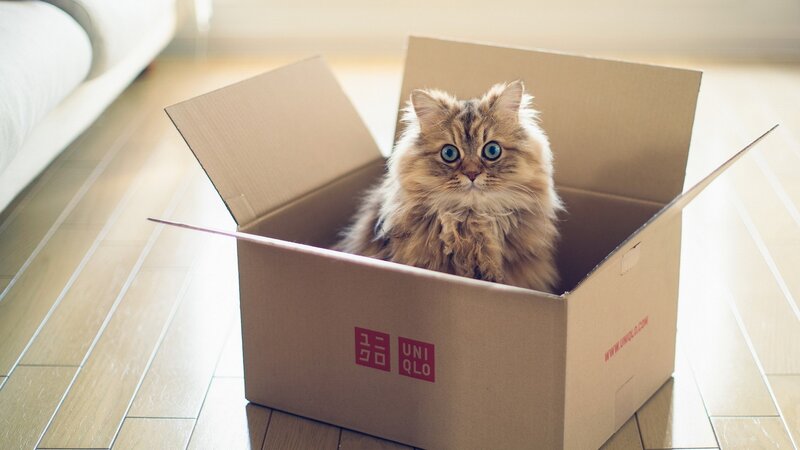 Fluffy Cat in Box — Brown, Calm, Afternoon, Photograph, Cardboard Box
