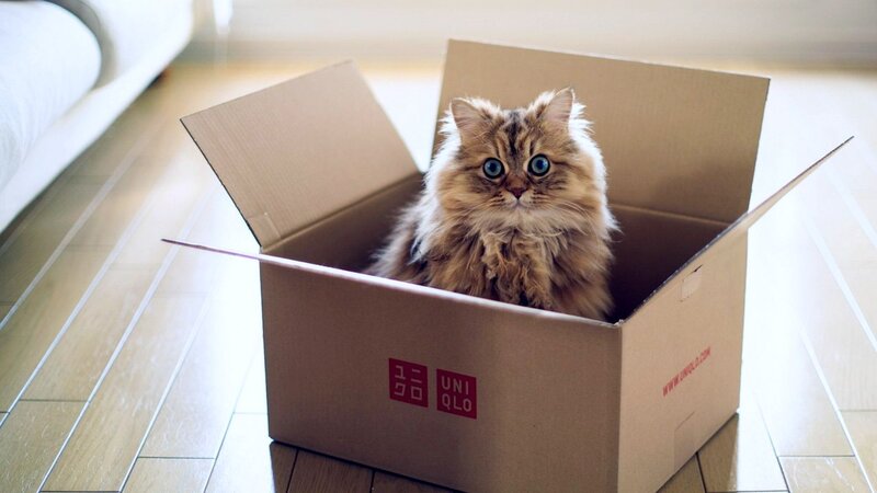 Fluffy Cat in Box — Brown, Calm, Afternoon, Photograph