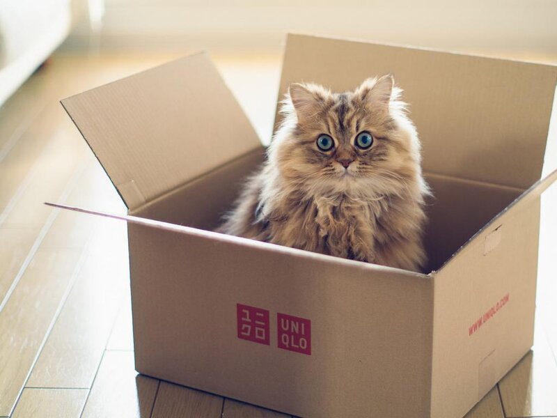Fluffy Cat in Box — Brown, Calm, Afternoon