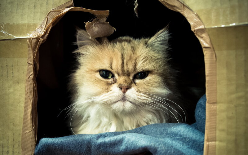 Fluffy Cat in Box — Brown, Calm, Photograph, Blanket