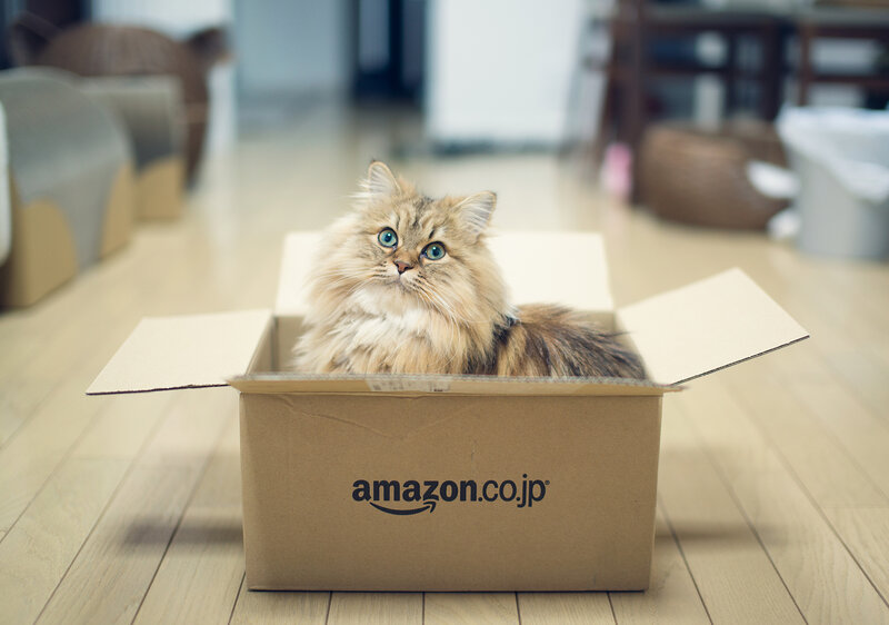 Fluffy Cat in Box — Brown, Calm, Photograph, Cardboard Box