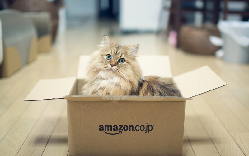 Fluffy Cat in Box — Brown, Calm, Photograph, Floor