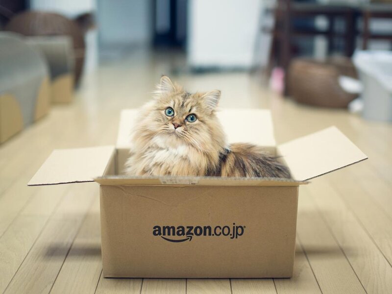 Fluffy Cat in Box — Brown, Calm, Photograph