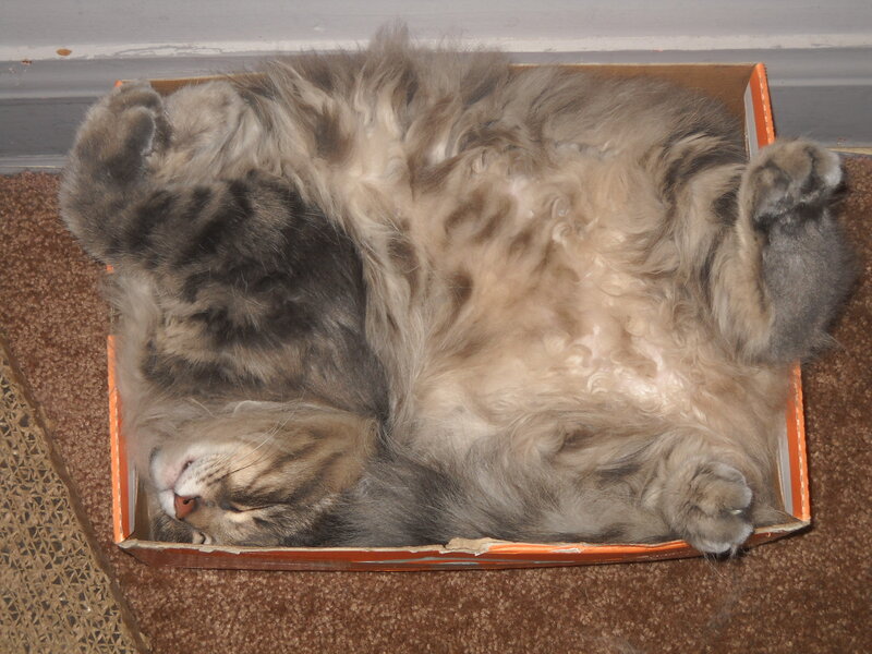 Fluffy Cat in Box — Brown