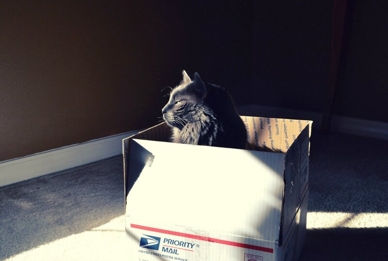 Fluffy Cat in Box — Gray