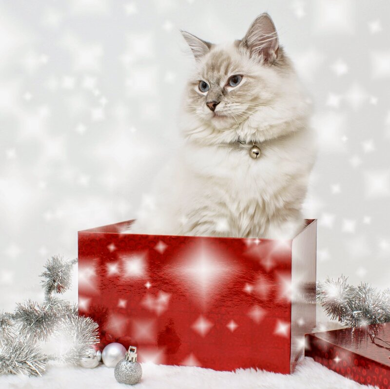 Fluffy Cat in Box — Red