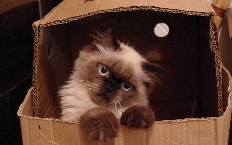 Fluffy Cat in Box
