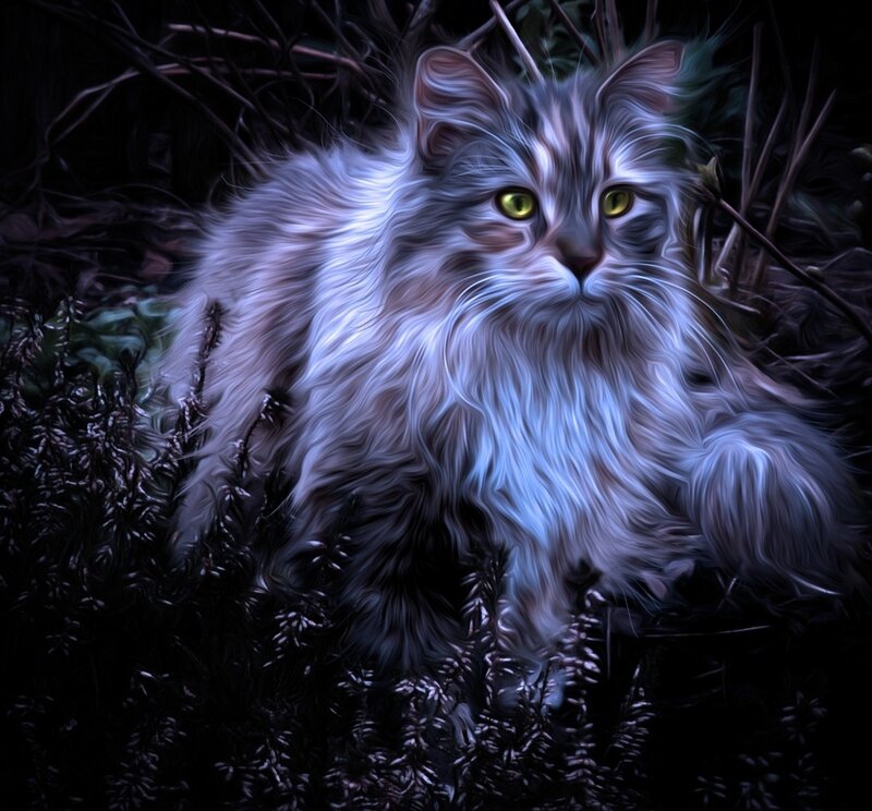 Fluffy Cat in Bushes