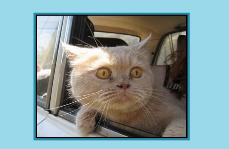 Fluffy Cat in Car