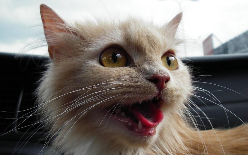 Fluffy Cat in Car — White, Startled, Photograph