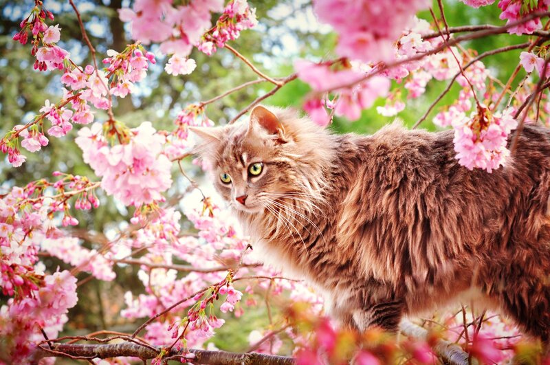 Fluffy Cat in Cherry Blossoms — Pink